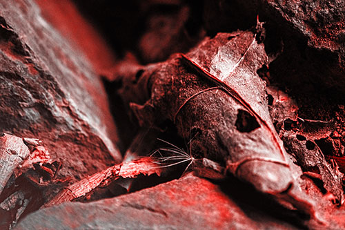 Dry Frowning Leaf Face Resting Between Rocks (Red Tone)