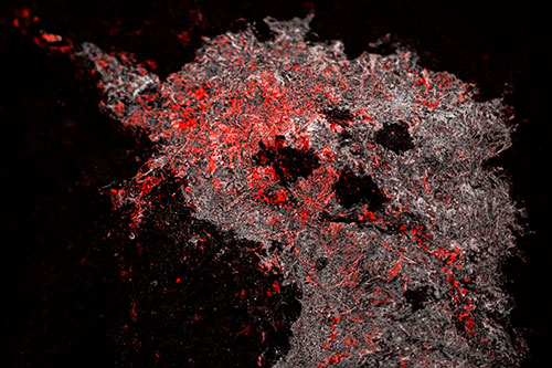 Dry Smirking Moss Face Among Damp Rock Surface (Red Tone)