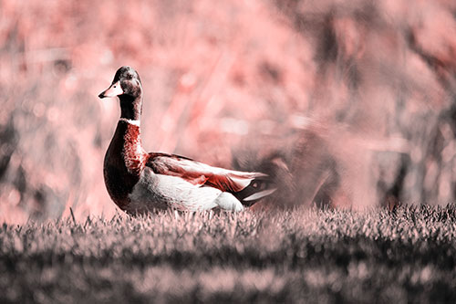 Duck On The Grassy Horizon (Red Tone Photo)