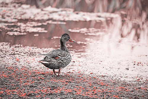 Duck Walking Through Algae For A Lake Swim (Red Tone Photo)
