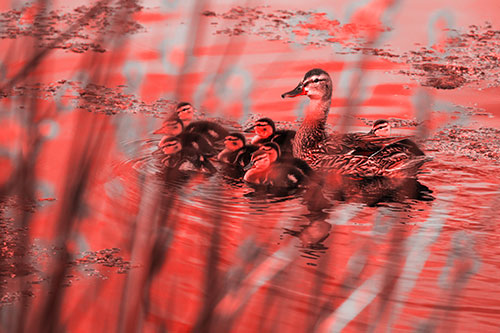 Ducklings Surround Mother Mallard (Red Tone Photo)