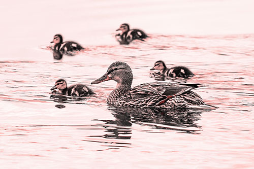 Ducklings Swim Along Mother Mallard Duck (Red Tone Photo)