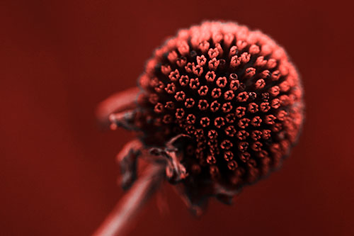 Dying Globosa Billy Button Craspedia Flower (Red Tone Photo)