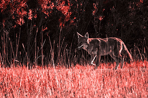 Exhausted Coyote Strolling Along Sidewalk (Red Tone Photo)