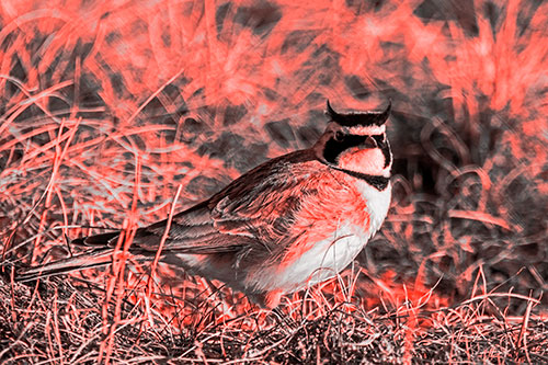 Eye Contact With A Horned Lark (Red Tone Photo)