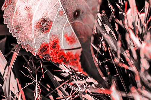 Eye Winking Shadow Smirking Leaf Face (Red Tone)