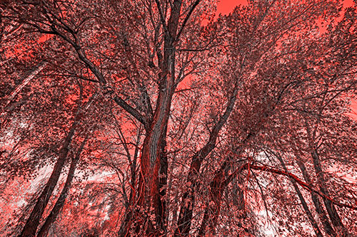 Fall Changing Autumn Tree Canopy Color (Red Tone Photo)