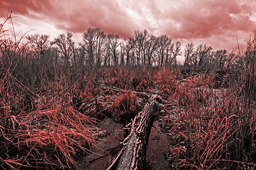 Fallen Snow Covered Tree Log Among Reed Grass (Red Tone Photo)