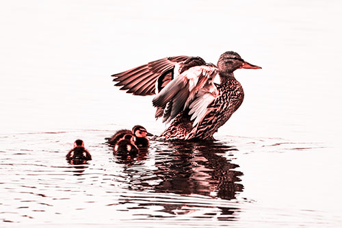 Family Of Ducks Enjoying Lake Swim (Red Tone Photo)