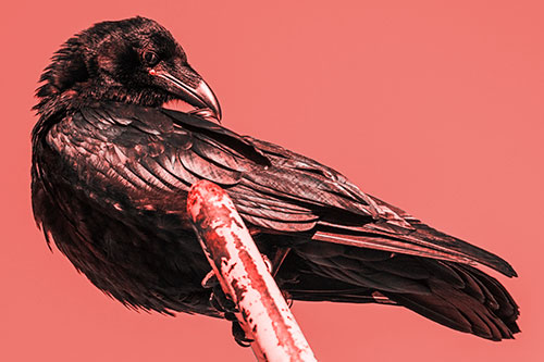 Feather Cleaning Raven Perched Atop Rusted Rail (Red Tone)