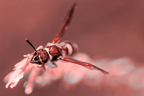 Feisty Wasp Gazes Upwards Among Plant Top (Red Tone)
