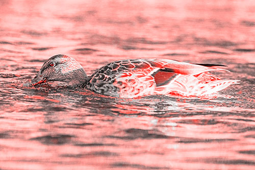 Female Mallard Duck Feasting Among River Water (Red Tone)