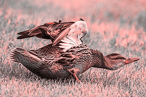 Female Mallard Duck Stretching Among Cut Grass (Red Tone)