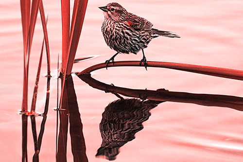 Female Red Winged Blackbird Casts Reflection Atop Bent Water Reed (Red Tone)