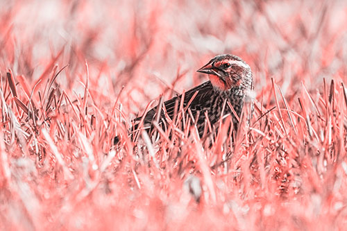 Female Red Winged Blackbird Taking Gander Among Grass (Red Tone)