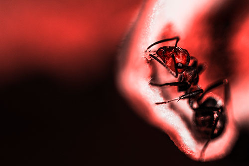 Fire Ant Milking Aphid Among Milkweed Leaf (Red Tone)
