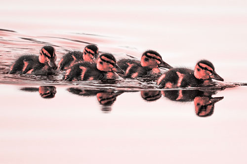 Five Baby Mallard Ducklings Swimming Across Lake Water (Red Tone)