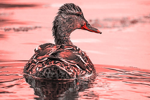 Floating Female Mallard Duck Glancing Sideways (Red Tone)