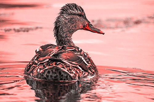 Floating Female Mallard Duck Glancing Sideways (Red Tone Photo)