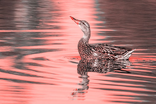 Floating Mallard Duck Watches Dragonfly Buzzing Above (Red Tone)
