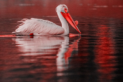 Floating Pelican Reflection Among Lake Water (Red Tone)