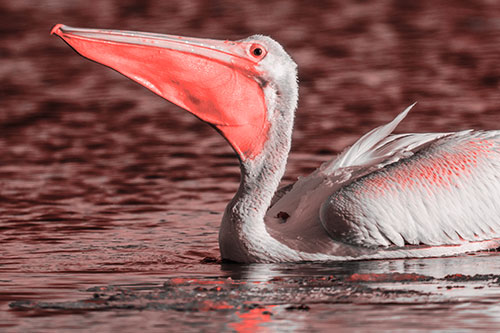 Floating Pelican Swallows Fishy Dinner (Red Tone Photo)