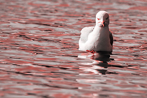 Floating Seagull Making Direct Eye Contact (Red Tone)