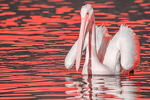 Floating Wing Spread Pelican Hunting For Fishy Breakfast (Red Tone)