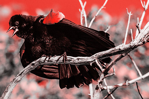 Fluffy Red Winged Blackbird Cawing Among Curving Branch (Red Tone)