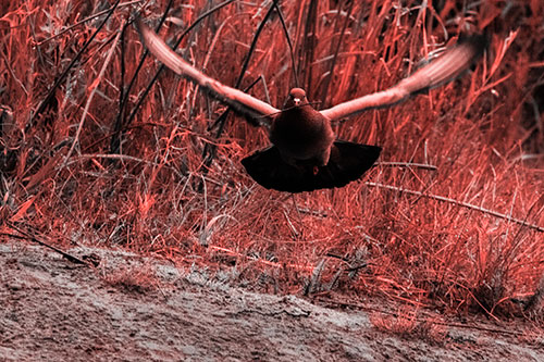 Flying Pigeon Collecting Nest Sticks (Red Tone Photo)