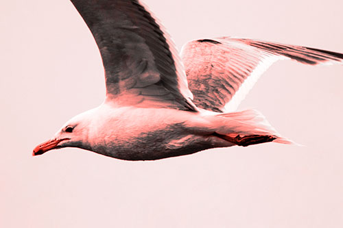 Flying Seagull Close Up During Flight (Red Tone Photo)