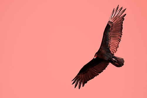 Flying Turkey Vulture Hunts For Food (Red Tone Photo)