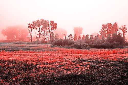 Fog Lingers Beyond Tree Clusters (Red Tone Photo)