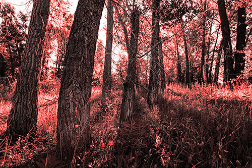 Forest Tree Trunks Blocking Sunlight (Red Tone Photo)