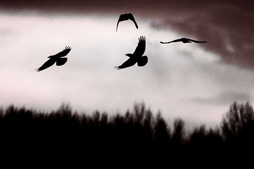 Four Crows Flying Above Trees (Red Tone Photo)