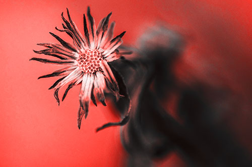 Freezing Aster Flower Shaking Among Wind (Red Tone Photo)
