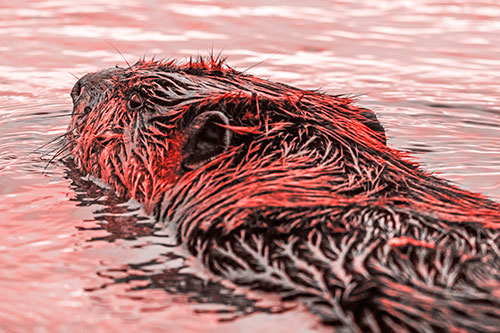 Frightened Beaver Swims Upstream River (Red Tone Photo)