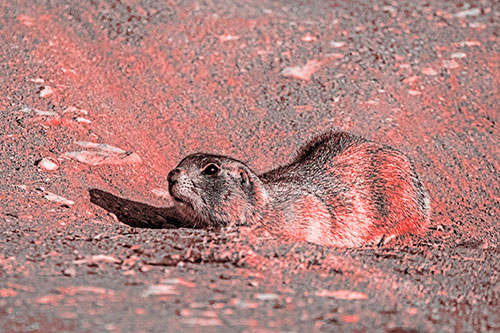 Frightened Russet Ground Squirrel Crouching Atop Dirt Mound (Red Tone)