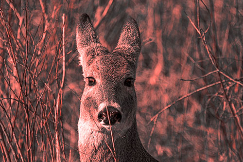 Frightened White Tailed Deer Staring (Red Tone)