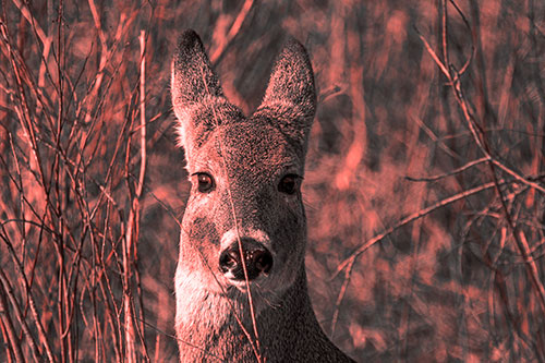 Frightened White Tailed Deer Staring (Red Tone Photo)