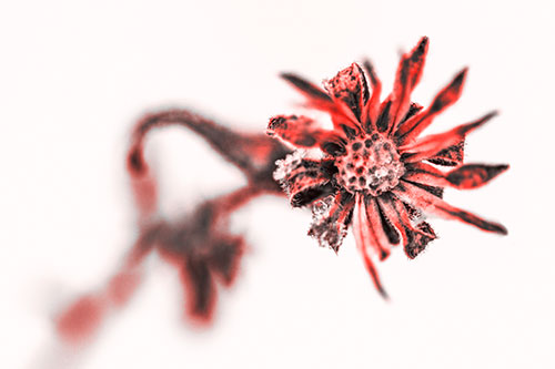 Frozen Ice Clinging Among Bending Aster Flower Petals (Red Tone Photo)