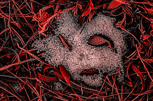 Frozen Leaf Eyed Snow Face Among Frosty Grass (Red Tone)