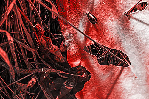 Frozen Protruding Grass Bladed Ice Face (Red Tone)