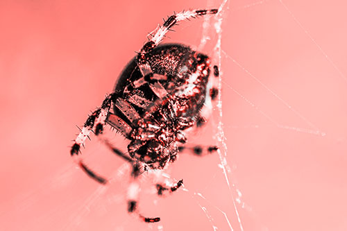 Furrow Orb Weaver Spider Descends Down Web (Red Tone Photo)
