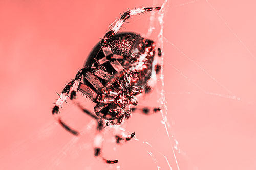 Furrow Orb Weaver Spider Descends Down Web (Red Tone)