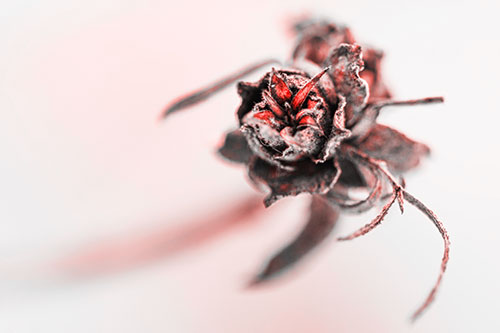 Fuzzy Blossoming Willow Cone Gall Midge (Red Tone Photo)