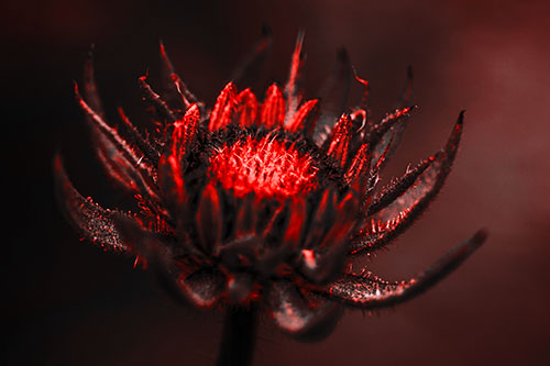 Fuzzy Unfurling Sunflower Bud Blooming (Red Tone Photo)