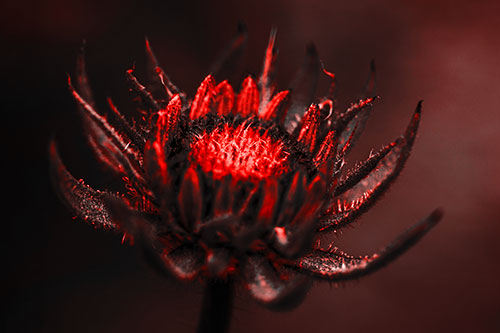 Fuzzy Unfurling Sunflower Bud Blooming (Red Tone)