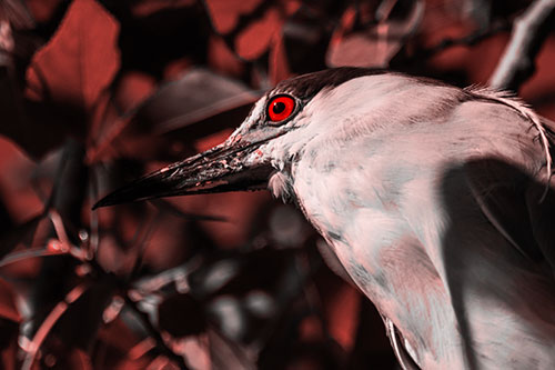 Gazing Black Crowned Night Heron Among Tree Branches (Red Tone Photo)