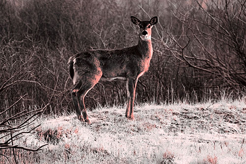 Gazing White Tailed Deer Standing Atop High Ground (Red Tone Photo)